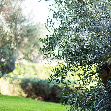 Bed & Breakfast Biancolivo In Salento